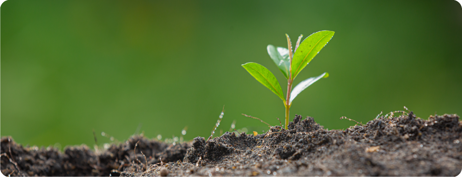 Organic Farming: A Path to Food Security & Wellness